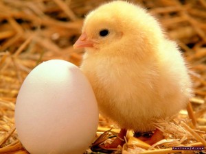 Egg yolk and white
